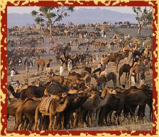 Camel Festival, Rajasthan, Rajasthan Travel Guide