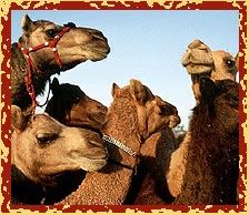 Camels, Nagaur Festival, Rajasthan Travels