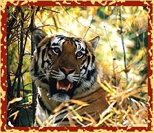 Tiger,Rajasthan Wildlife Tour Packages, Rajasthan Tourism 