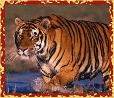 Tiger, Ranthambore National Park, Wildlife Tours
