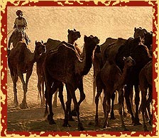Camels, Rajathan, Rajasthan Tour Packages